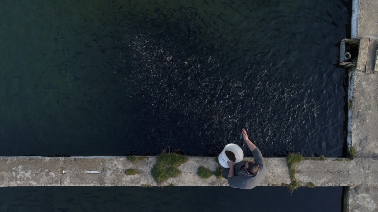 Kar Sularında Büyüyen Alabalıklar İştah Kabartıyor