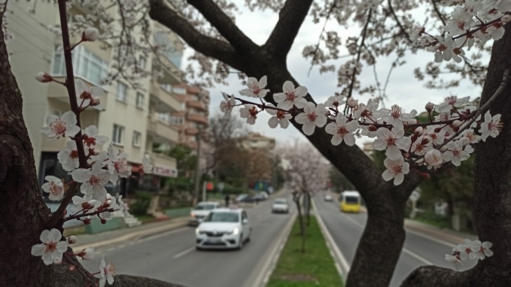 Çiçek Açan Erik Ve Bademler Bursa’ya Baharı Getirdi