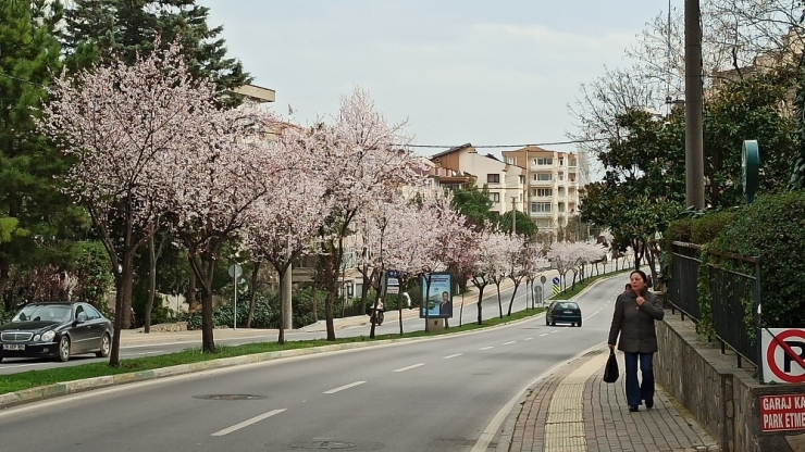 Çiçek Açan Erik Ve Bademler Bursa’ya Baharı Getirdi