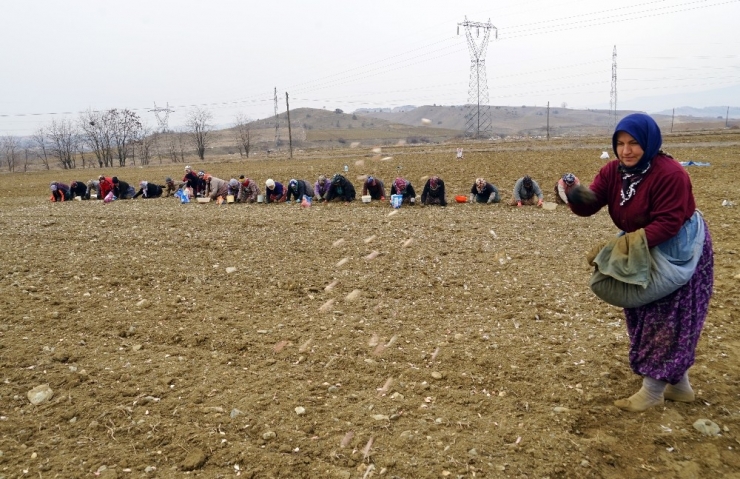 Özel) Geçtiğimiz Yıl Dolu Ve Selin Vurduğu Taşköprü Sarımsağında Yüksek Rekolte Beklentisi