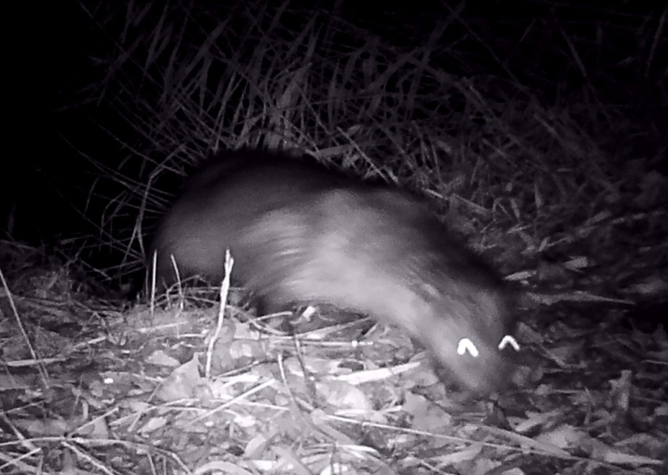 Erzincan’da Yaban Hayatı Fotokapanla Görüntülendi