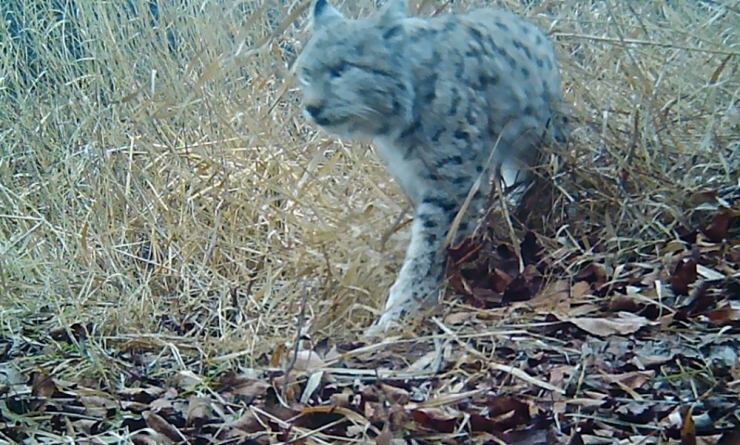 Erzincan’da Yaban Hayatı Fotokapanla Görüntülendi