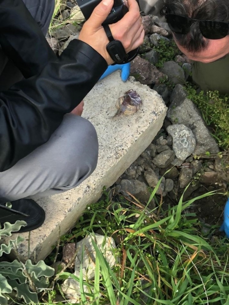 İzmir’deki Korkunç Cinayetin Zanlısı Yakalandı