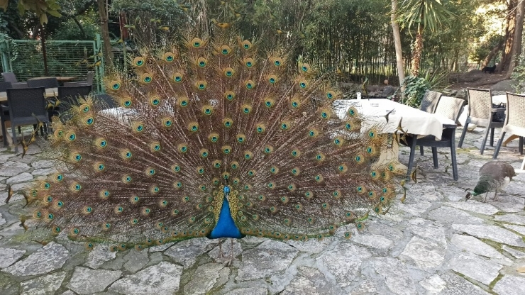 Mahalleyi Tavus Kuşları Sardı