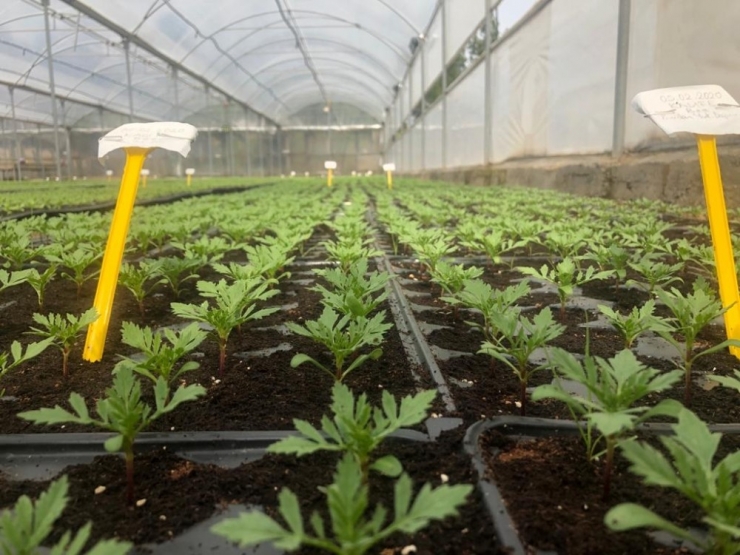 Kaymakam Çam, "Vatandaşlarımızın Daha Yeşil Bir Kızıltepe’de Yaşamalarına Olanak Sağlayacağız"