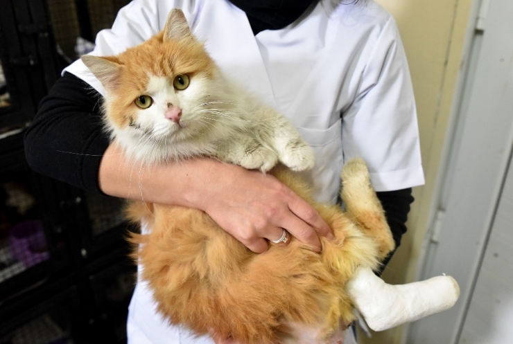 Duyarlı Eskişehir Halkı Engelli 32 Kedi Ve Köpeği Sahiplendi
