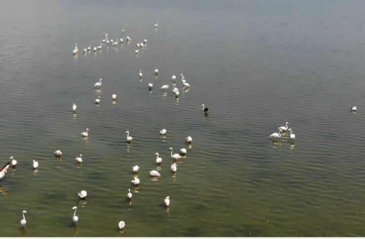 Siyah Flamingo Tekrardan Türkiye’de