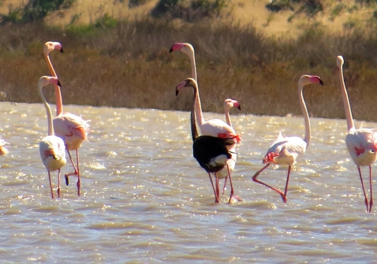 Siyah Flamingo Tekrardan Türkiye’de