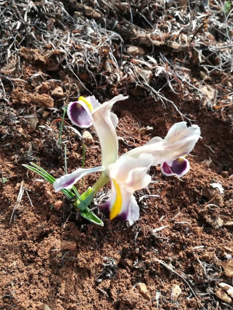 Baharın Müjdecisi Çiğdem Görüntülendi