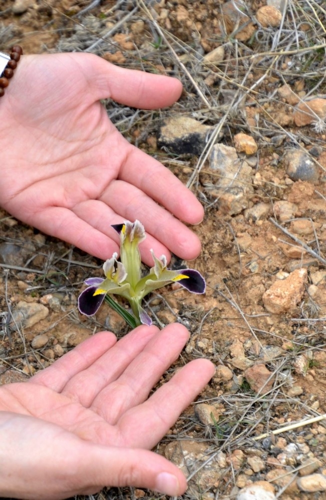 Baharın Müjdecisi Çiğdem Görüntülendi