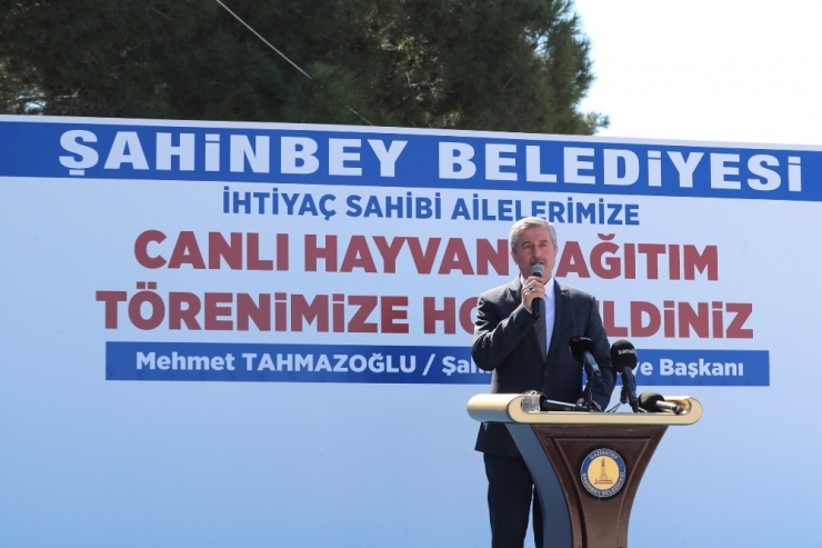 Gaziantep’te 248 Aileye Bedava 184 Büyükbaş Ve 2 Bin 567 Küçükbaş Hayvan Dağıtıldı