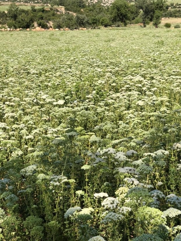 Türkiye 108 Ülkeye Kekik İhraç Etti