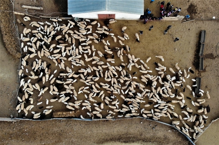 Depremzede Çocuklar, Koyun Ve Kuzuların Duygusal Buluşmasını İzledi