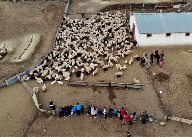 Depremzede Çocuklar, Koyun Ve Kuzuların Duygusal Buluşmasını İzledi