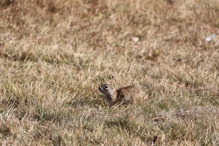 Havalar Isındı, Gelengiler Ortaya Çıktı