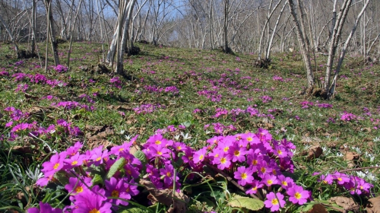 Fındık Bahçelerinde Baharın Müjdecisi Menekşeler Açmaya Başladı