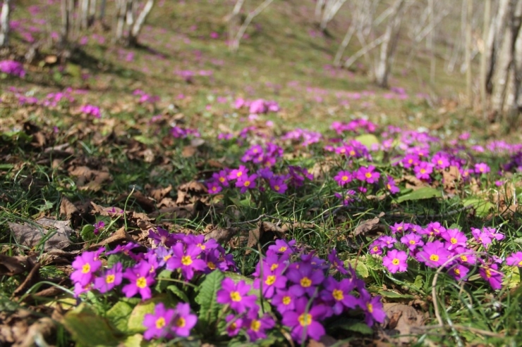Fındık Bahçelerinde Baharın Müjdecisi Menekşeler Açmaya Başladı