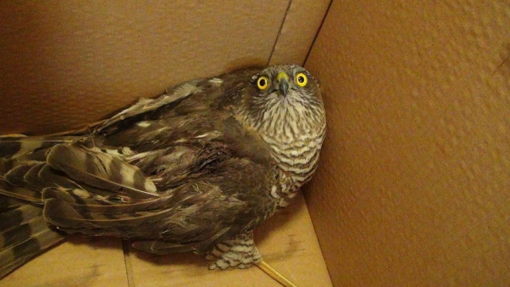 Yaralı Atmacaya Sahip Çıktılar