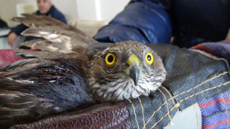 Yaralı Atmacaya Sahip Çıktılar