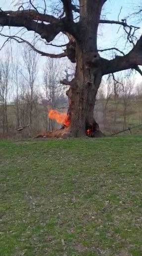 Tarihî Çınar Ağacı Alevlere Teslim Oldu