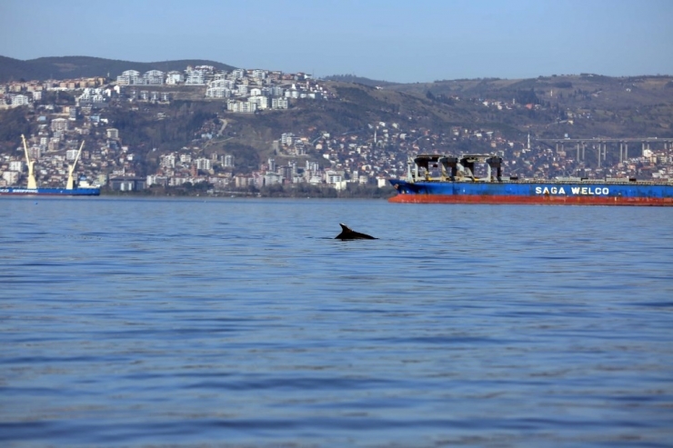 İzmit Körfezi’nde Yunuslardan Görsel Şölen