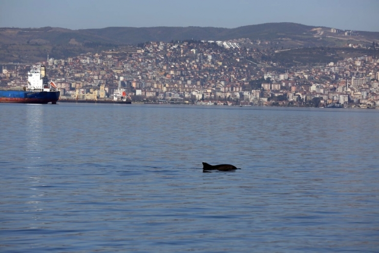 İzmit Körfezi’nde Yunuslardan Görsel Şölen