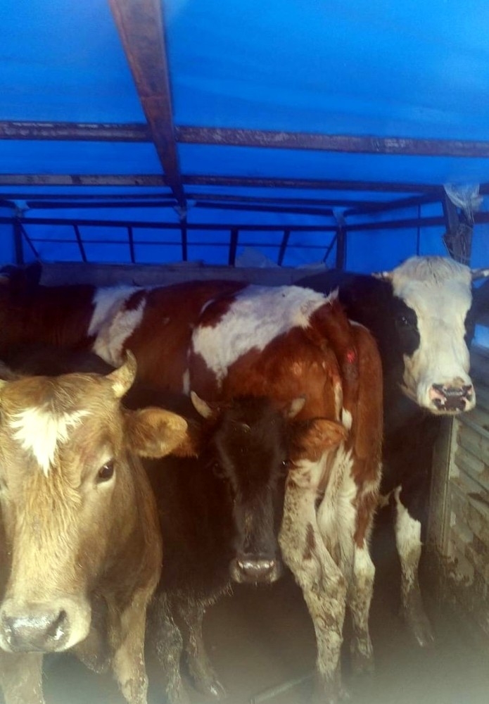 Hayvan Hırsızları Jandarmanın Takibiyle Yakalandı