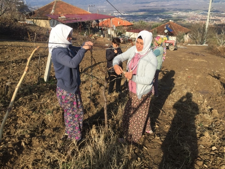 Kadınlar Günü’nde Bağda İp Bağlayıp Budama Yaptılar