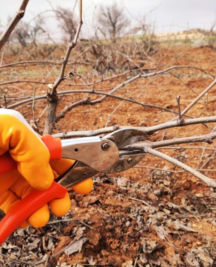 Mazıdağı’nda Bağ Budama Dönemi Başladı