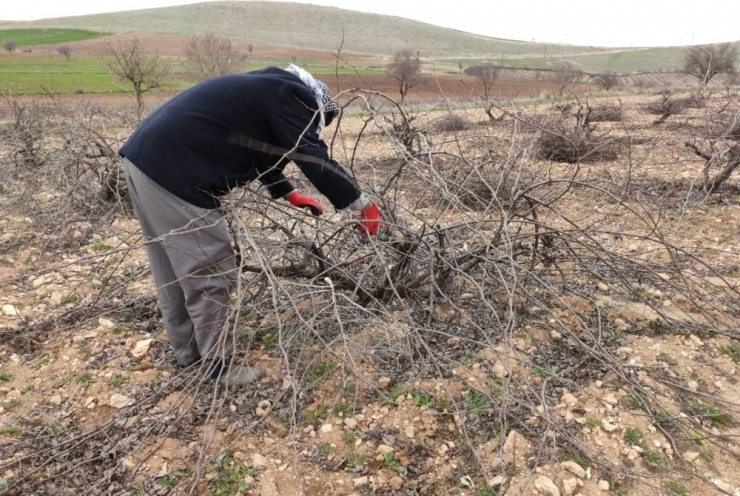 Mazıdağı’nda Bağ Budama Dönemi Başladı
