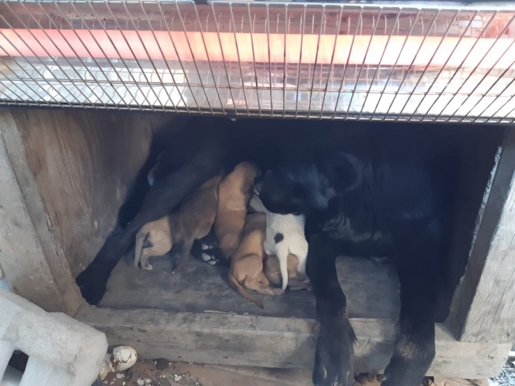 Hakkari Polisi Can Dostları Kurtardı