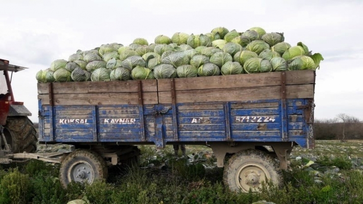 Sakarya’da Lahana Fiyatları Çiftçinin Yüzünü Güldürmedi