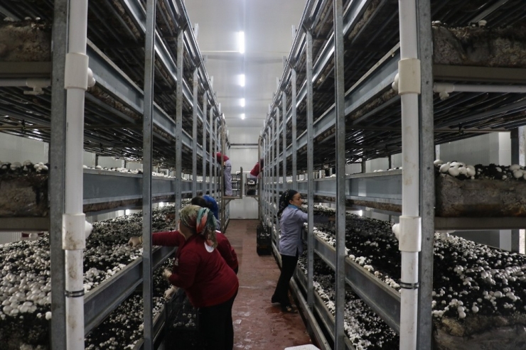 Pazarcılıktan Patronluğa Geldi, Şimdi Tüm Çalışanları Kadın