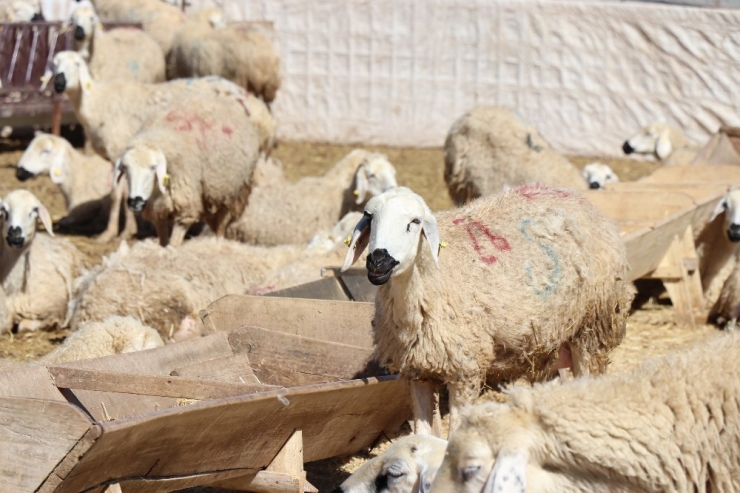 Tarım Ve Hayvancılık Üretimi Desteklemelerle 16 Yılda Yüzde 1023 Arttı