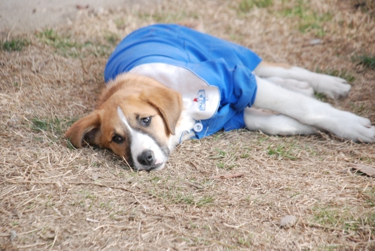 ’Fındık’ Tedavi Gördüğü Veteriner Kliniğinde Öldü