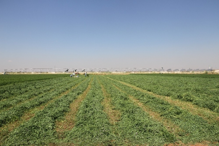 Pamuk Hasadı Sonrası Boş Kalan Tarla Çiftçiyi Zengin Ediyor