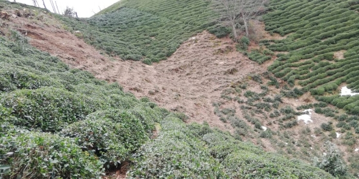 Rizeliler 2020 Çay Sezonuna Hazırlanıyor