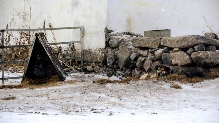 Köye İnen İki Kurt Köpeğe Saldırdı