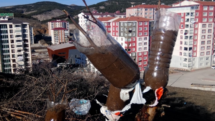 Ahlat Ağaçlarına Hayrına Meyve Aşılıyor