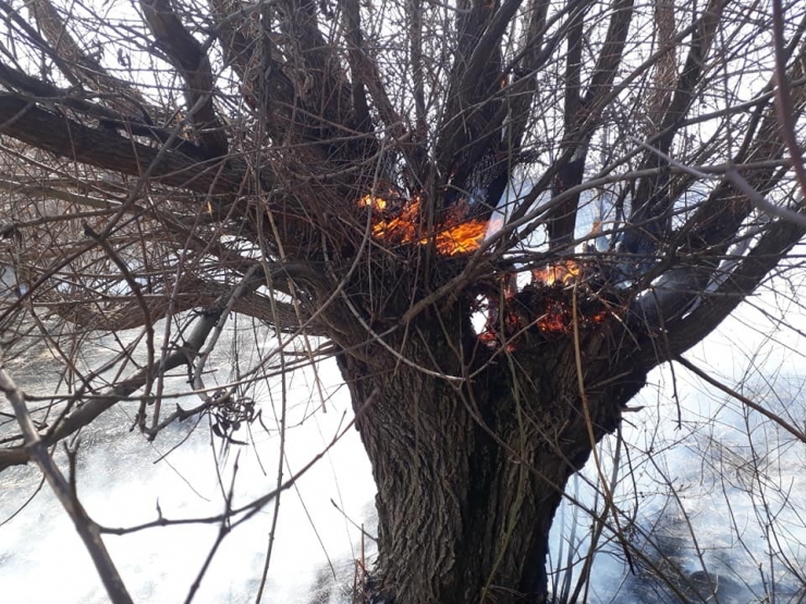 Bingöl’de Yangın, Ağaçlar Zarar Gördü