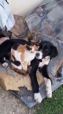 Kedi Ve Köpeğin Dostluğu Görenleri Şaşırttı