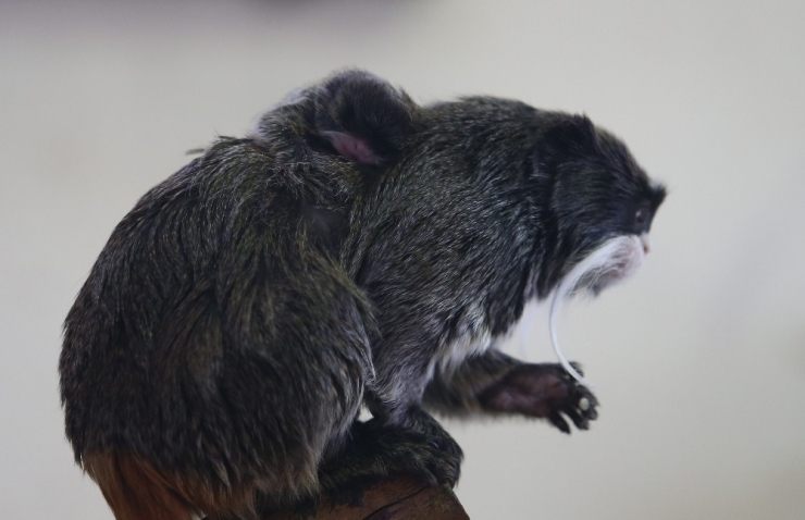 Hayvanat Bahçesinde Yavru Sevinci