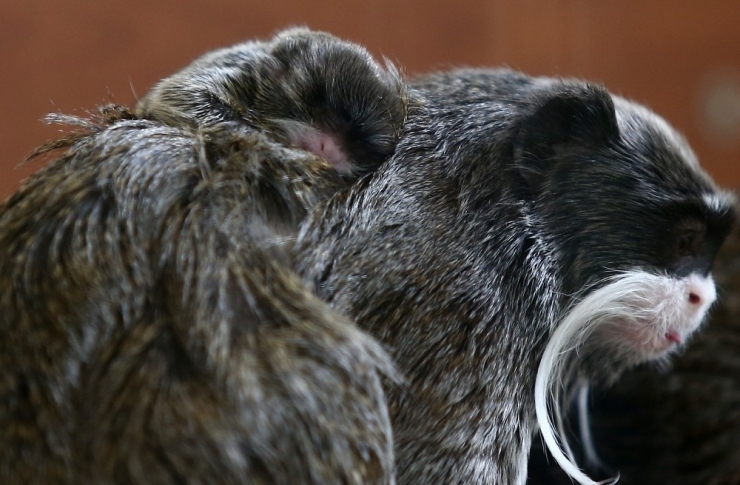 Hayvanat Bahçesinde Yavru Sevinci