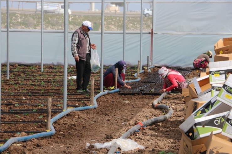 Doğu’nun Seracılık Merkezi Şanlıurfa Oluyor