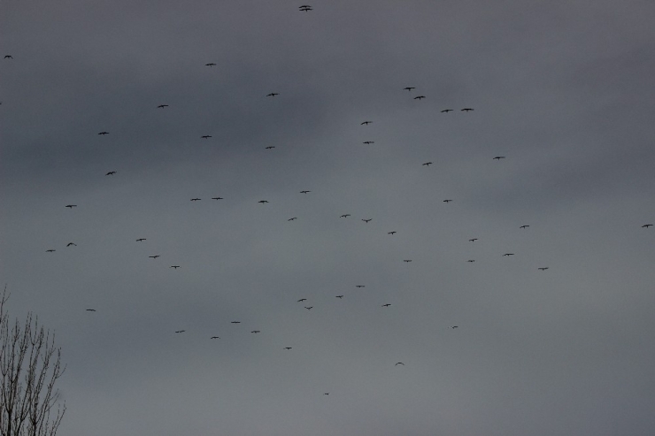 Eskişehir Semalarında Leylekler Adeta Dans Etti