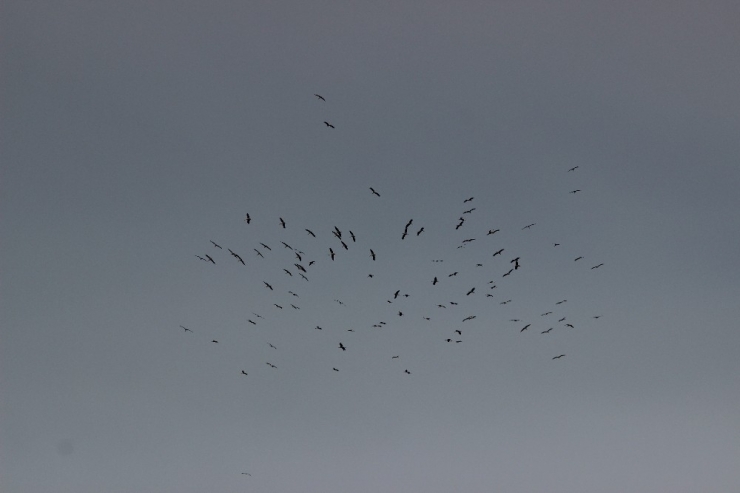 Eskişehir Semalarında Leylekler Adeta Dans Etti