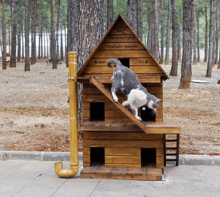 Sokak Kedileri İçin Sıcak Yuva