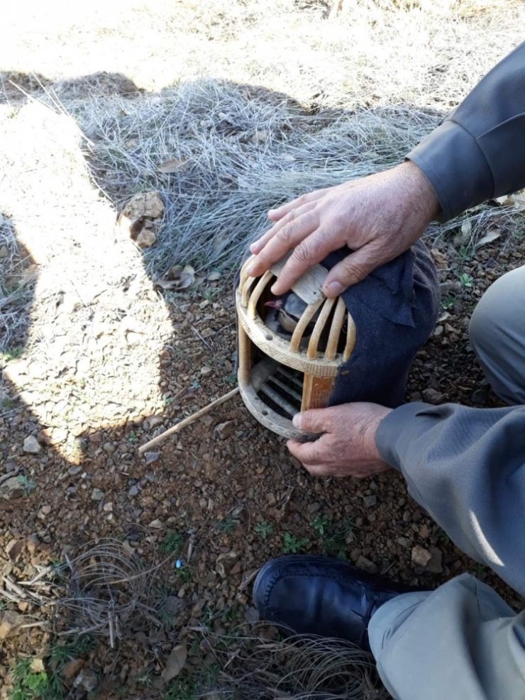Tuzak İle Kaçak Keklik Avlayan Şahıs Yakalandı