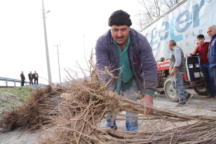 Büyükşehir’den Çiftçiye Fidan Ve Fide Desteği