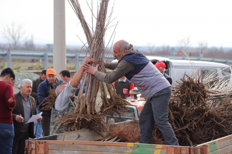 Büyükşehir’den Çiftçiye Fidan Ve Fide Desteği